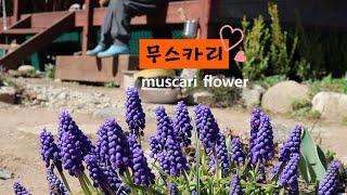 꽃이 있어 더 행복한 산골~!! / 꽃모음 [3]'무스카리'편 muscari in the garden