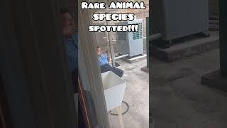 Searching for the rarest animal in the world! #shorts #panda #wildlife #shortvideo #funny #laugh