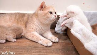 Organ kitten wants to go outside to be cared for by mother cat.