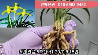 12월 25일 수요일 보름달 환호성 천상 일월화 천비소 관음 아가씨무지 입변황중투 산반단엽 입변황사피 단엽수정중투 입변황산반 입변중투 보생지화 14품종 판매합니다