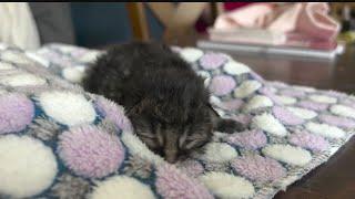 Kitten rescued from beneath machinery at Niles business
