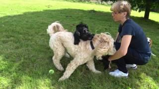 Ollie and Buddy - Play Fight, Dawson