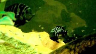 Convict Cichlids with Fry