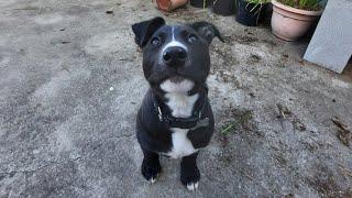 3 Month Puppy VS Chicken Leg Quarter - Raw Feeding