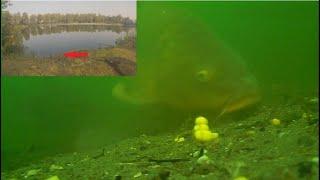 Epic carp run Underwater