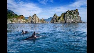 Orcas of Kamchatka in 4K