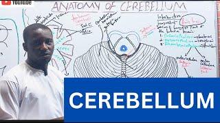 CEREBELLUM |Functions, external and internal features Made Easy.