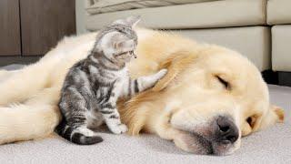 What Does A Kitten Do When It Finds A Sleeping Golden Retriever