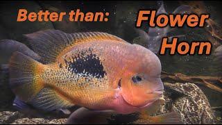 Better Than a Flowerhorn- Vieja Bifasciatus Rio Chacamax, or red spotted cichlid