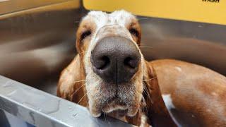 Basset Bath