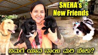 ಸ್ನೇಹಾಳ ಹೊಸ ಫ್ರೆಂಡ್ಸ್ ನೋಡಿ ನಿಮಗೆ ನಾಯಿ ಮರಿ ಬೇಕಾ? Adiga's Pet House | Mr and Mrs Kamath