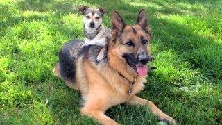 Two inseparable Dogs. German Shepherd and Rat Terrier