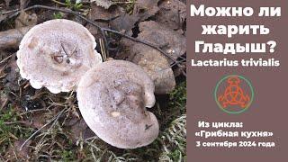 Можно ли жарить Гладыш? Lactarius trivialis. Грибная кухня .3 сентября 2024 года