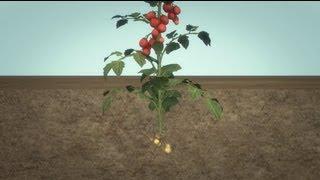 The Tomtato: Single plant produces both tomatoes and potatoes