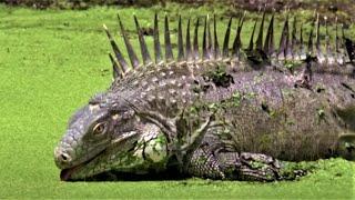 Animals Of The ABC Islands | Wild Caribbean | BBC Earth