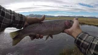 Explosive Upper Owens River Trout Fishing (Eastern Sierra)