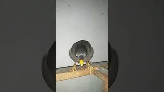 VP...BLOGER