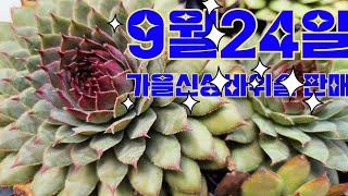 9월24일#신상바위솔입고(실버블루/몽블랑/세이블/볼케이노/코랄/레이든#아델헤이드/엘리슨/바위솔전용흙5000원