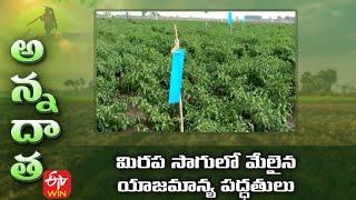 Tips for Chilli Cultivation | మిరప సాగులో మేలైన యాజమాన్య పద్ధతులు | ETV