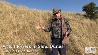 Identifying Sand Dune Wildflowers