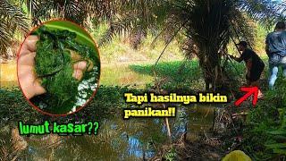 UMPAN LUMUT KASAR!! Begini caranya agar ikan nila babon mau makan..