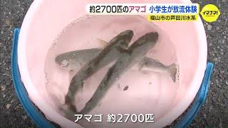 2700匹のアマゴ　小学生が放流体験　福山市の芦田川水系