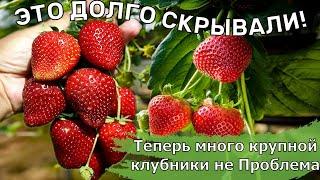 Клубника КРУПНАЯ и МНОГО! Это СКРЫВАЮТ от Вас! КАК ЛЕГКО ВЫРОСТИТЬ БОЛЬШОЙ УРОЖАЙ КЛУБНИКИ!