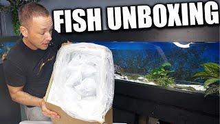 UNBOXING FISH for the 16 foot aquarium! The king of DIY