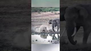 Elephant Vs Rhino - The Battle of Giants! ️
