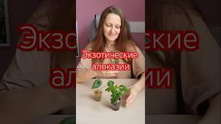 Обзор экзотических новинок #алокалия #обзорновинок #комнатныерастения #комнатныецветы #цветовод
