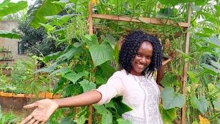 A Garden Tour Of Our Small Backyard Farm. Growing Our Own Vegetables.