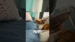 这样睡一定很舒服 #cat #猫 #猫咪 #可爱 #治愈