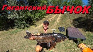 Гиганский "БЫЧОК" !!!  Ловля на Донную Снасть  Осень пришла! / Fishing Video