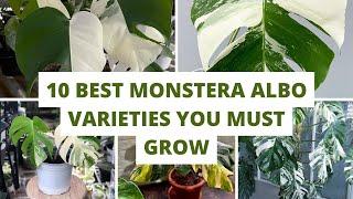 Indoor Plants - 10 Best Monstera Albo Varieties You Must Grow