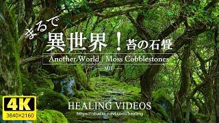 [Healing] It's like another world! | The stone pavement covered in moss is fantastic! (Japan)