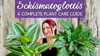 Complete Schismatoglottis Houseplant Care Guide | Caring for Schismatoglottis Houseplant Indoors