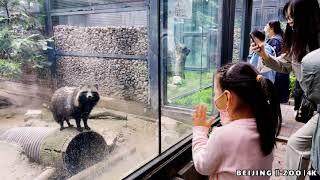 Beijing Zoo | Giant Panda | October 2021 | Nature Vlogs