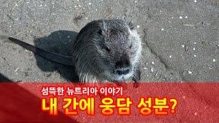 [초대박 뉴스] 뉴트리아간은 웅담이라고? (알고는 못먹는 섬뜩한 뉴트리아 간  이야기)