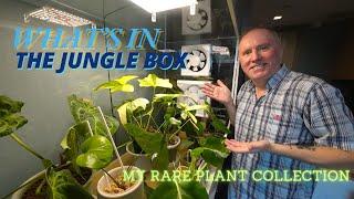 My rare plant collection & Jungle Box.