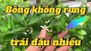 EP 198 : Tuyệt chiêu giúp cây không rụng bông đậu trái nhiều mà không ai biết.