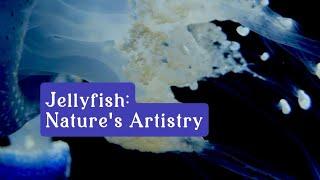 Jellyfish: Nature’s Artistry