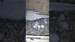 Cocktail parrot laying eggs  #viral #viralvideo #shorts #pettv #youtubeshorts #parrot #shortvideo