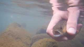 Fly fishing on river Reka