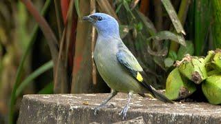 Yellow-winged Tanager and its Call