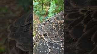 Tiercel Peregrine Falcon in the rain