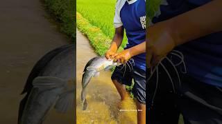 Amazing Hand Fishing #fish_video #best_fishing #fishing #reaction #edit #fish #catchbigfish