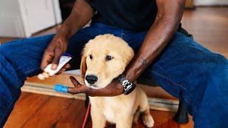 How to Brush Puppy's Teeth (for the First Time!) | Argos Clips