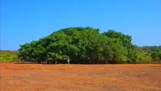 Big Banyan. Goa. India. Paliyem. 4K. April 2023