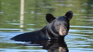 Wild Black bear comes to greet me. Gets annoyed I have no food.