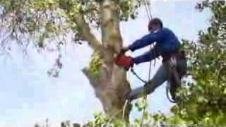 Tree cutting